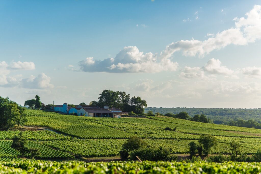 Un paysage de vignes verdoyantes sous un ciel clair avec quelques nuages.